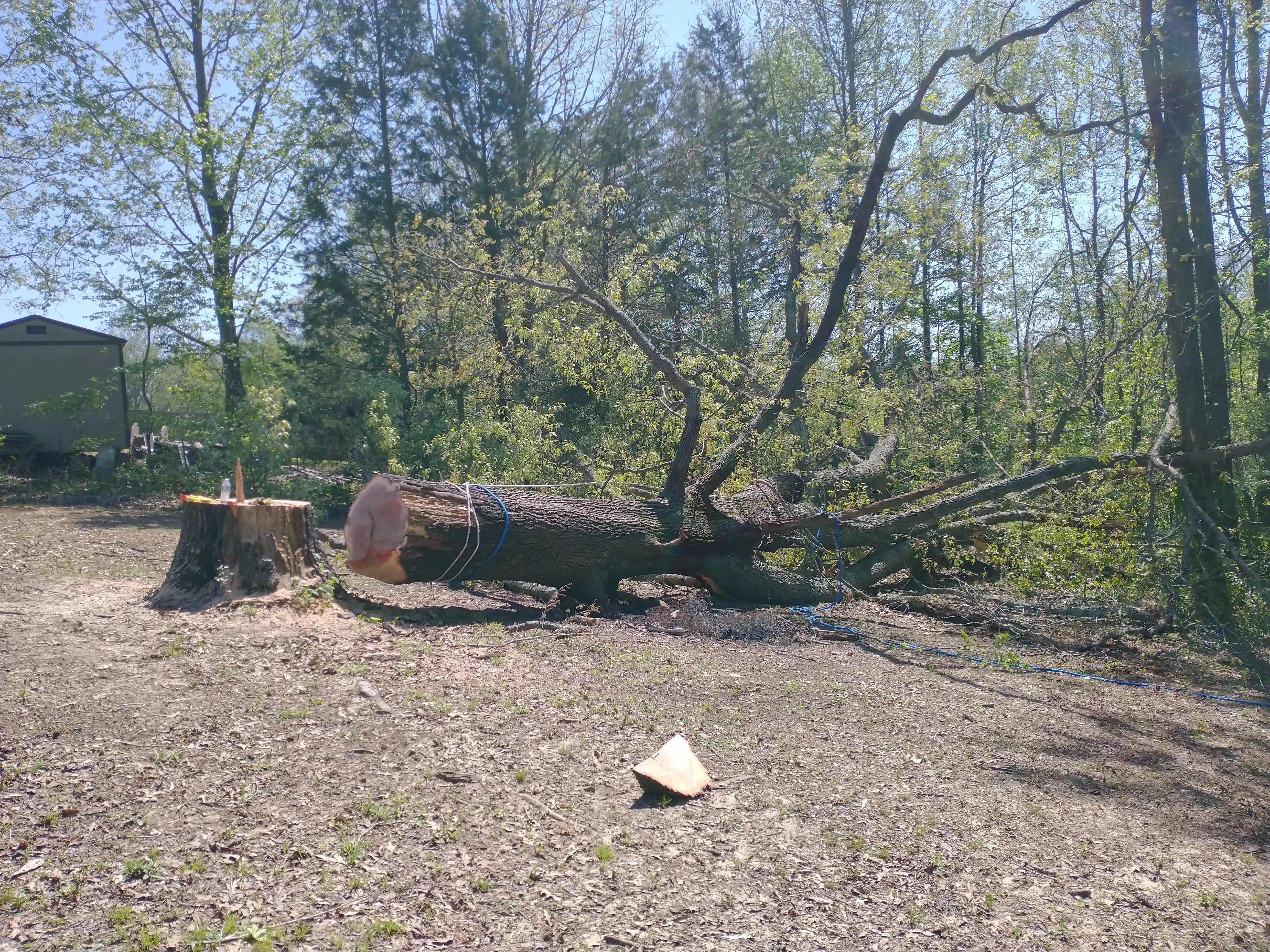 Felled Large Oak