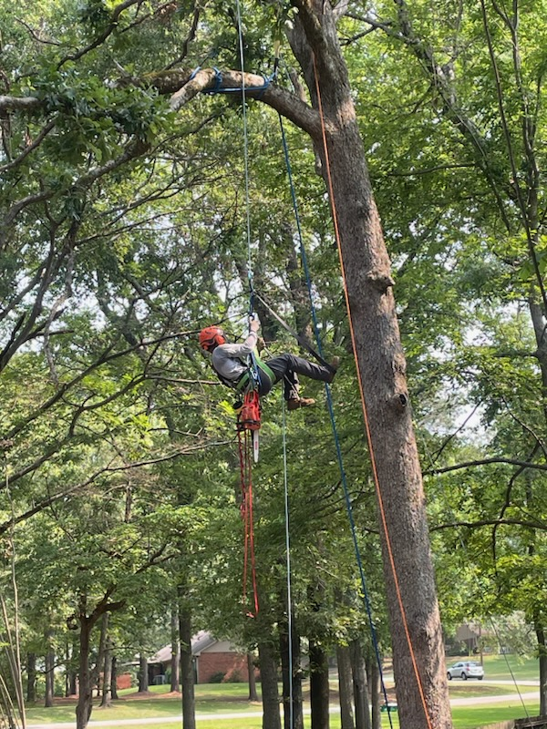 Rigging Large Tree